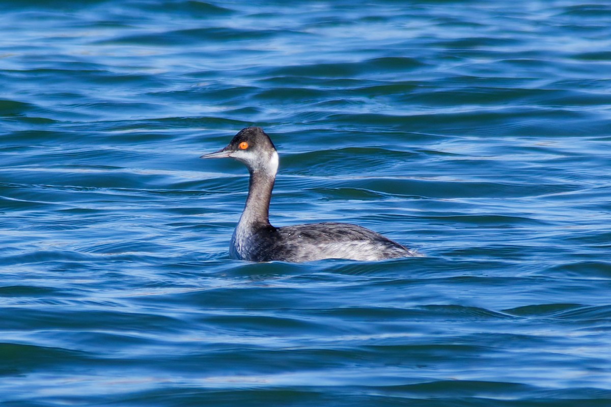 Grèbe à cou noir - ML646868052