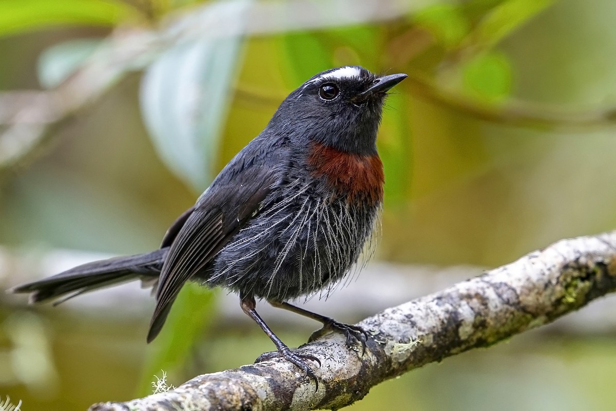 Maroon-belted Chat-Tyrant - ML646868054