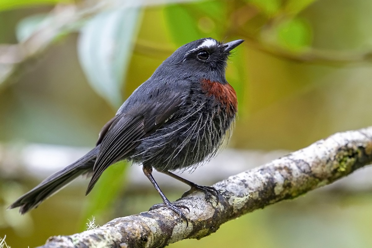 Maroon-belted Chat-Tyrant - ML646868055
