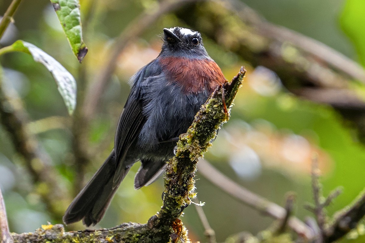 Maroon-belted Chat-Tyrant - ML646868056