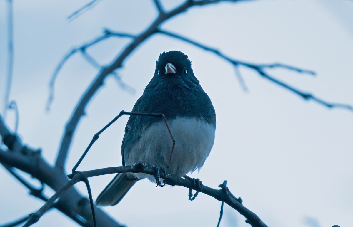 Dark-eyed Junco - ML646868059