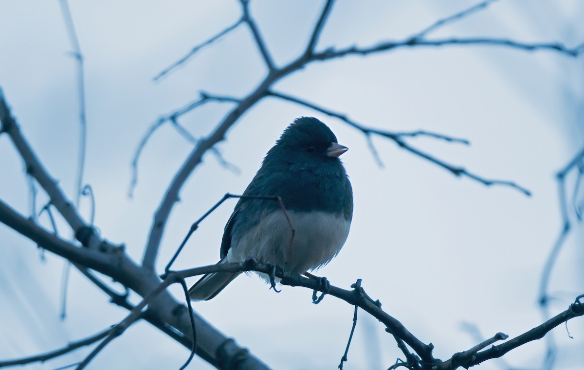 Dark-eyed Junco - ML646868060