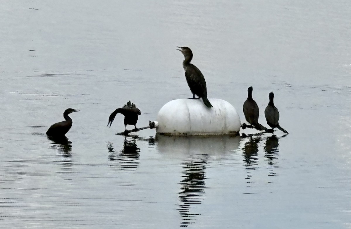 Neotropic Cormorant - ML646868064