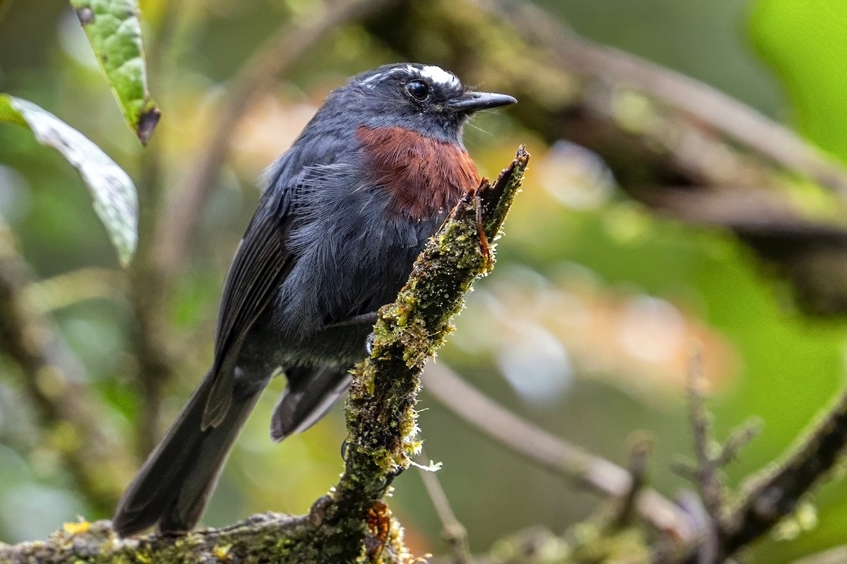 Maroon-belted Chat-Tyrant - ML646868066