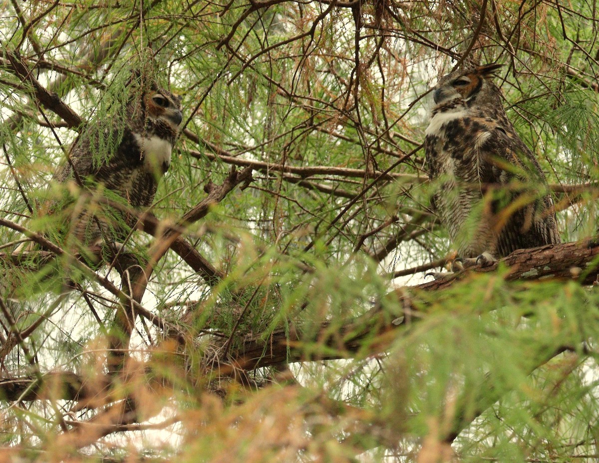 Great Horned Owl - ML646868067