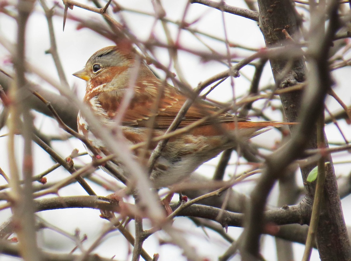 Chingolo Zorruno - ML646868069