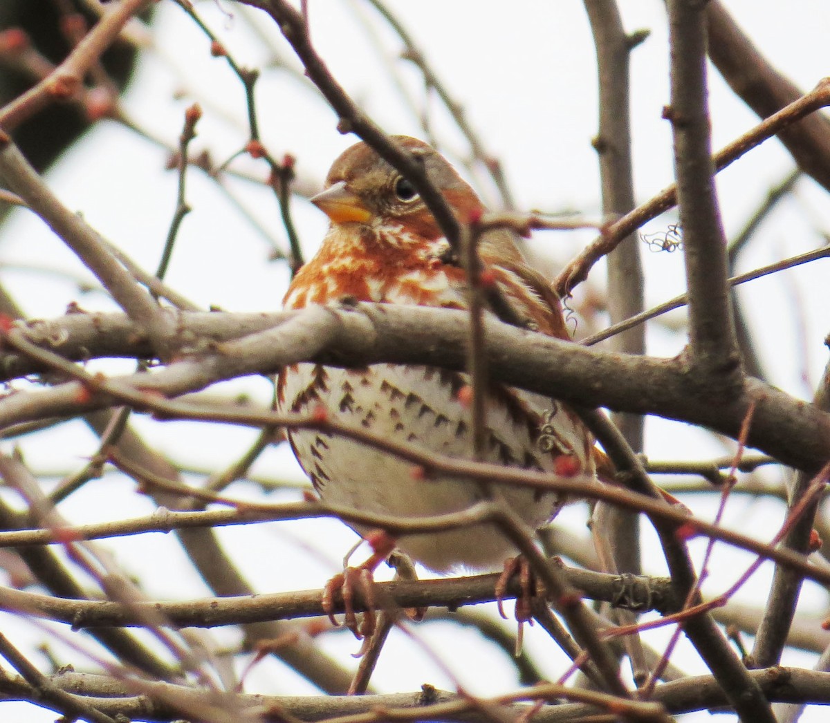 Chingolo Zorruno - ML646868070