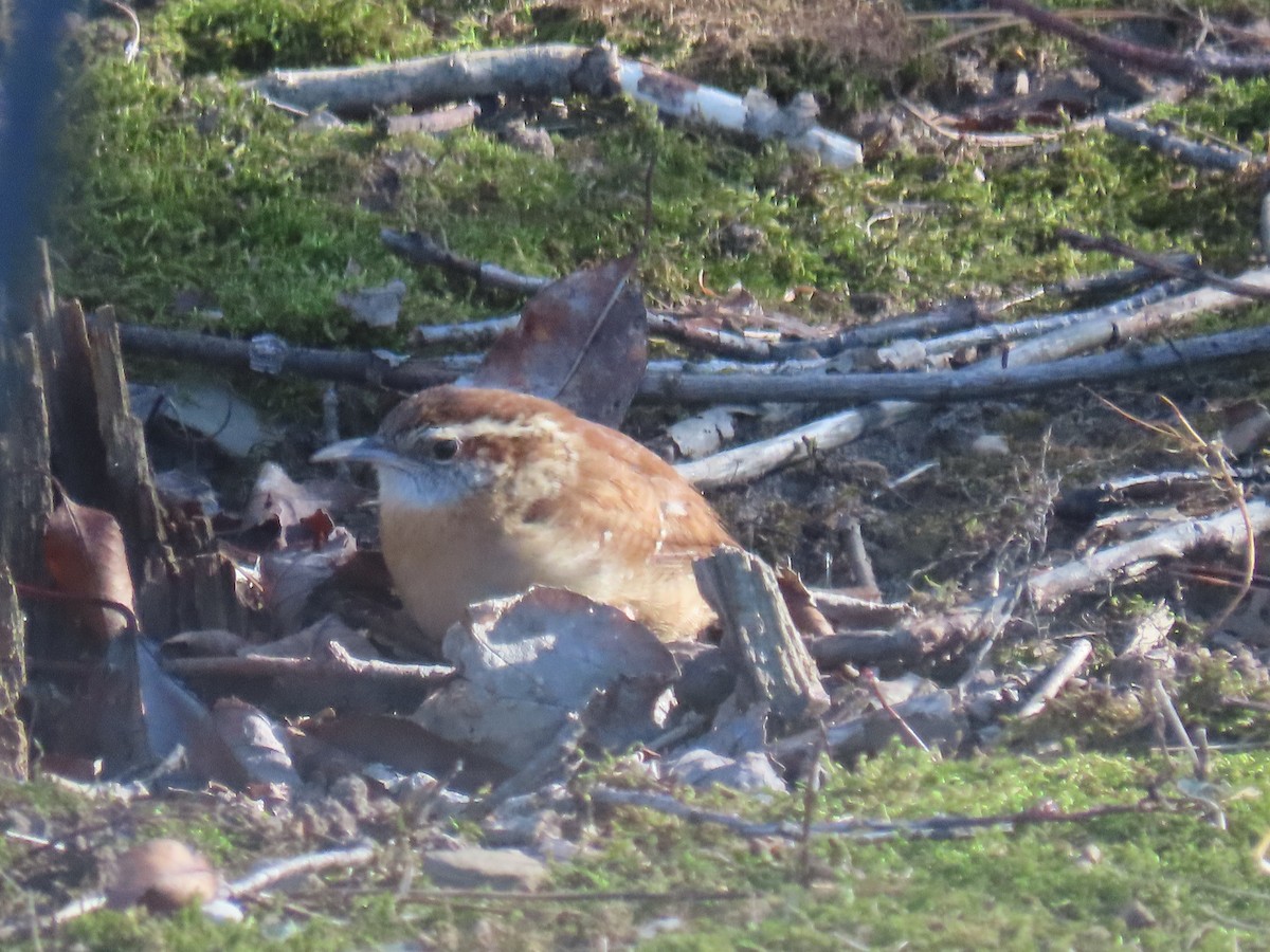 Carolinazaunkönig - ML646868075