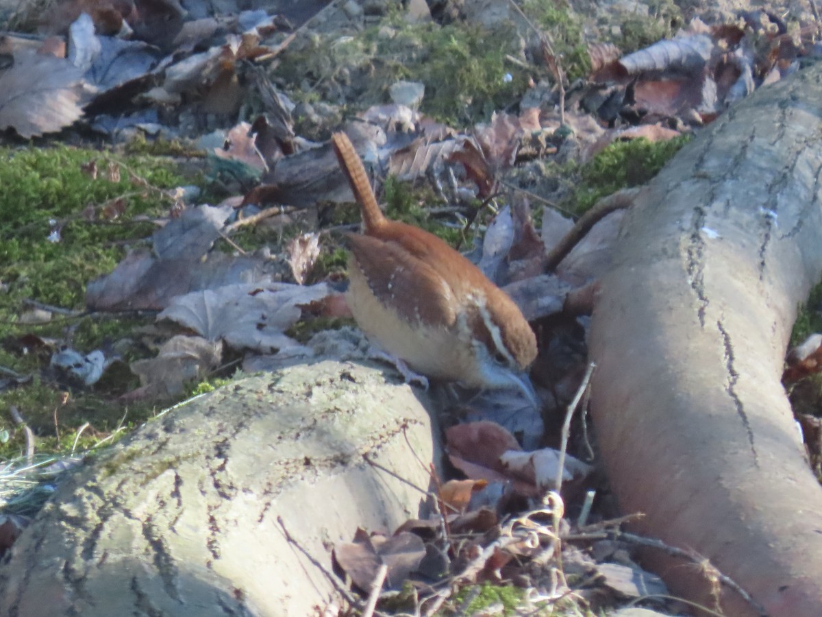 Carolinazaunkönig - ML646868076