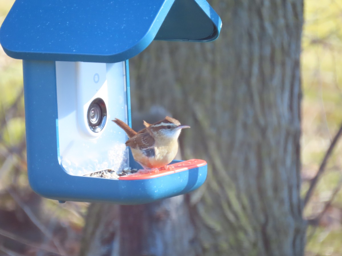 Carolinazaunkönig - ML646868077