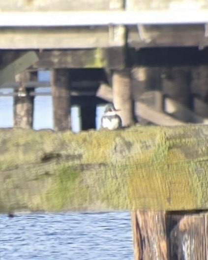 Martín Gigante Norteamericano - ML646868080