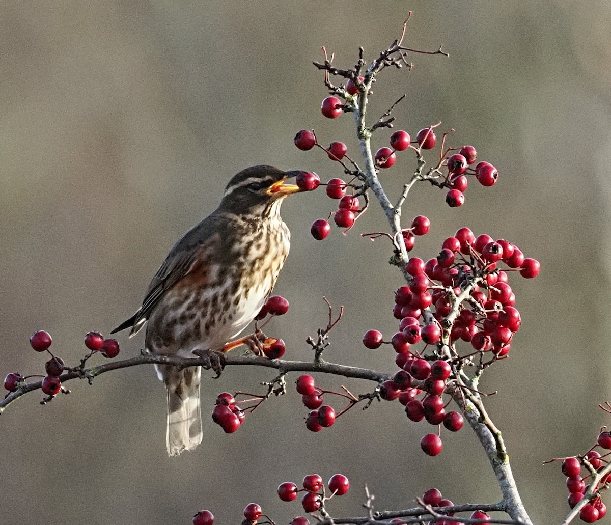 Дрізд білобровий - ML646868088
