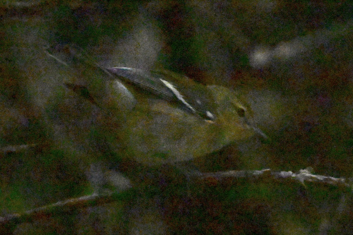 Yellow-faced Grassquit - ML646868090