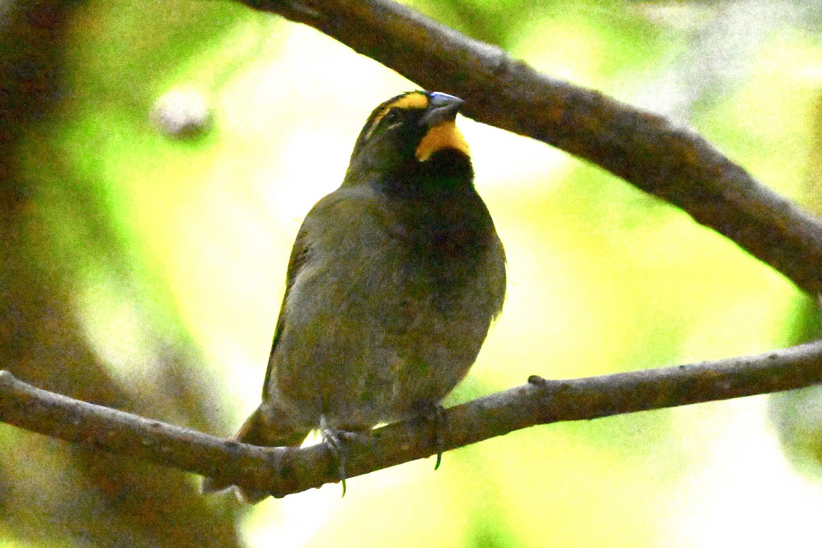 Yellow-faced Grassquit - ML646868091