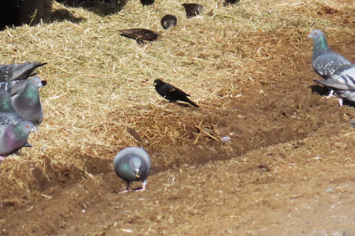 Red-winged Blackbird - ML646868092