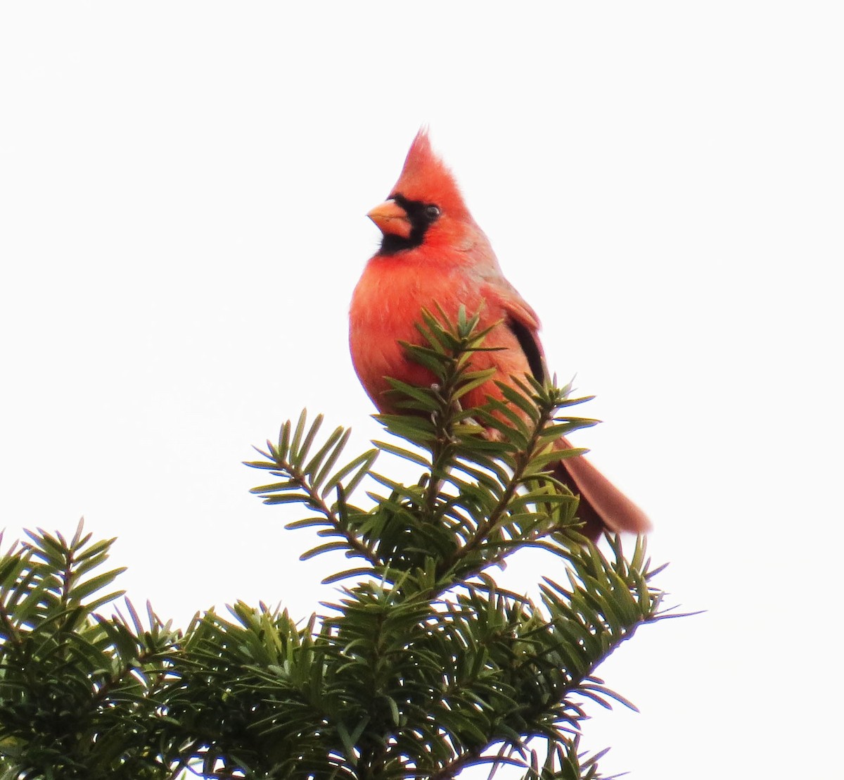 Cardenal Norteño - ML646868093