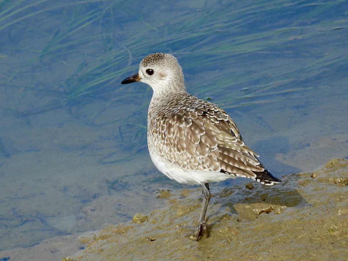 Black-bellied Plover/golden-plover sp. - ML646868097