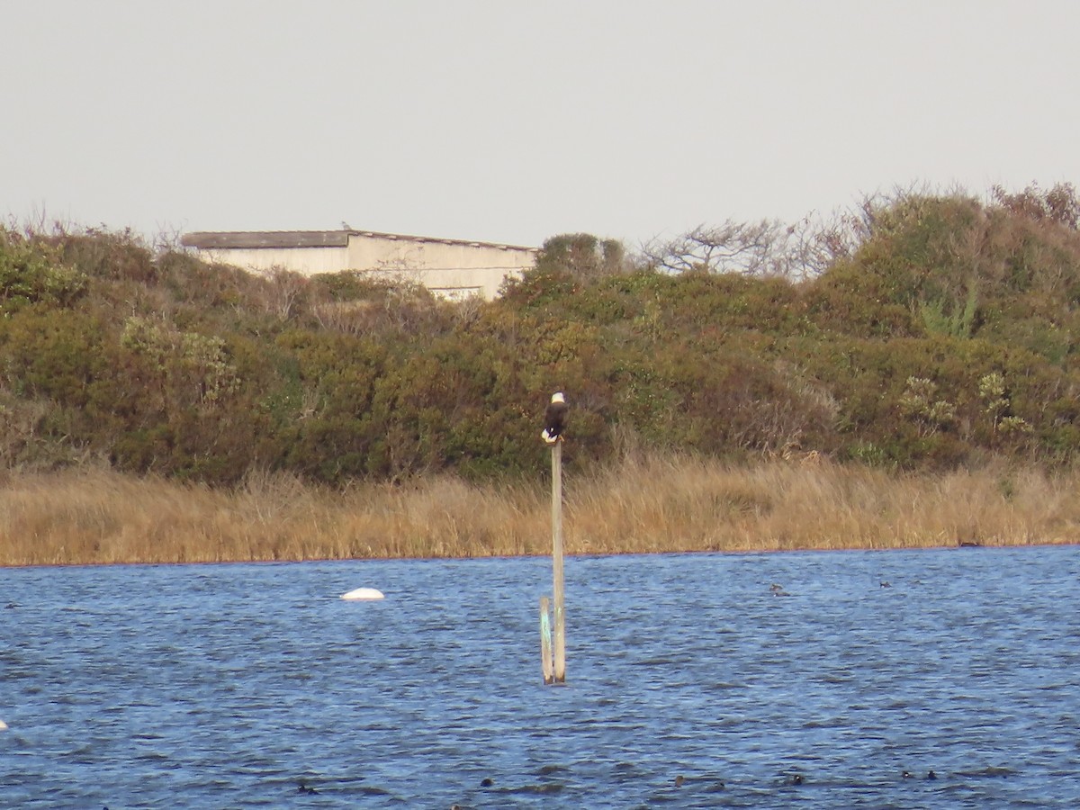 Bald Eagle - ML646868102