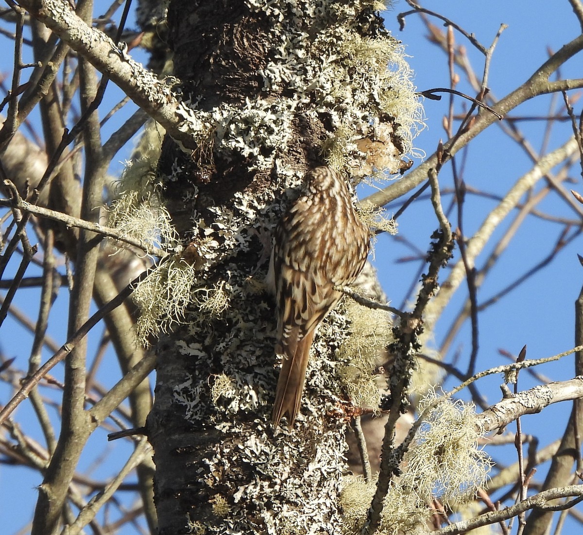 アメリカキバシリ - ML646868106