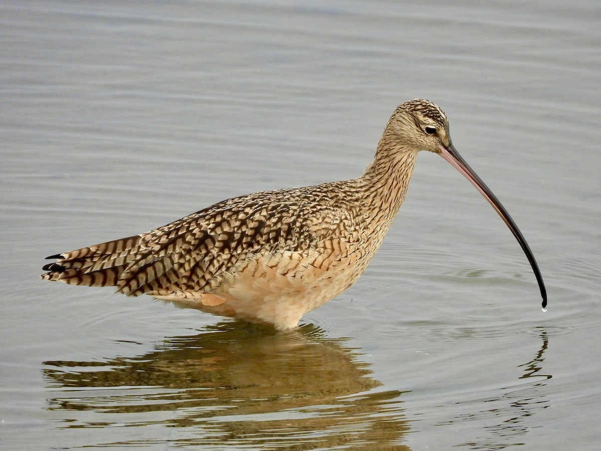 Long-billed Curlew - ML646868108