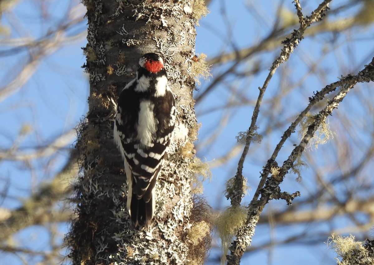 セジロコゲラ - ML646868116