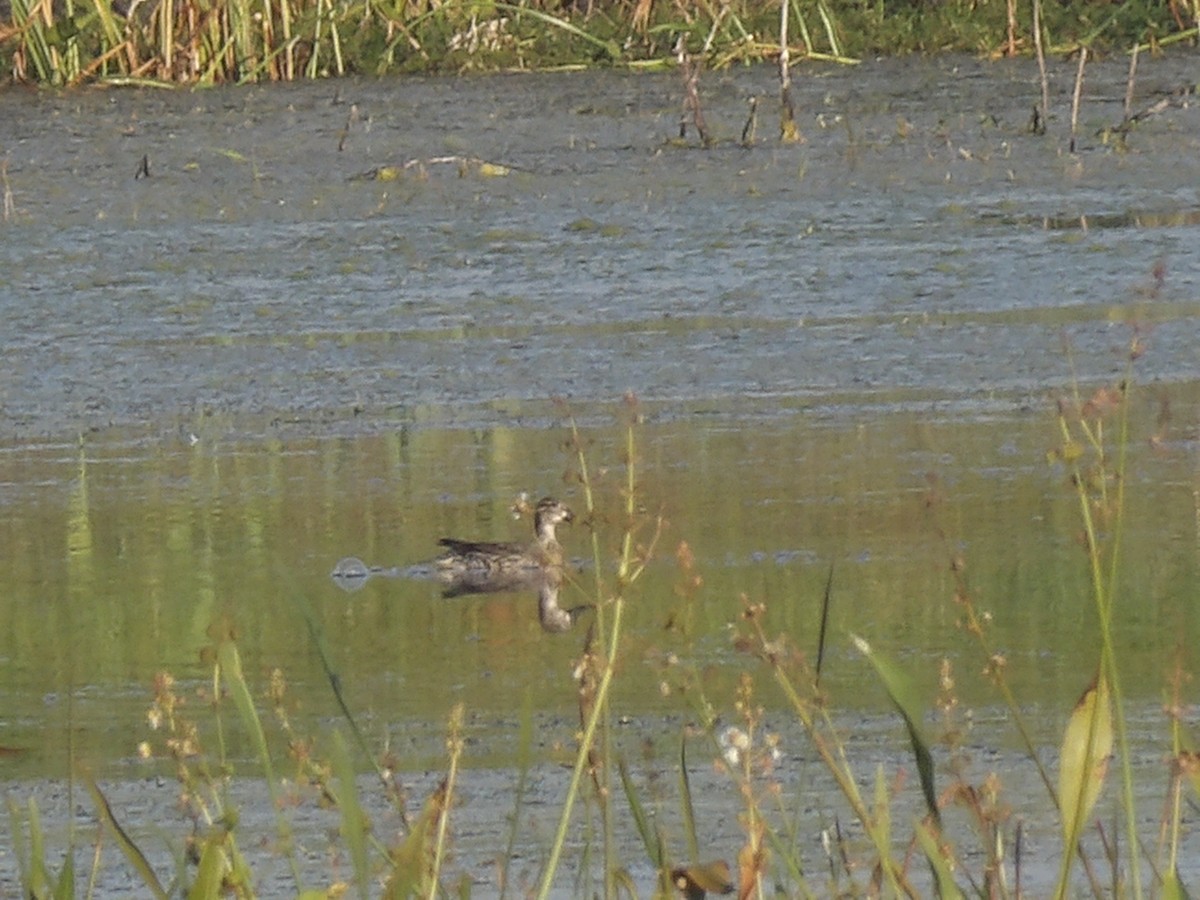 Ногоохон нугас - ML646868117