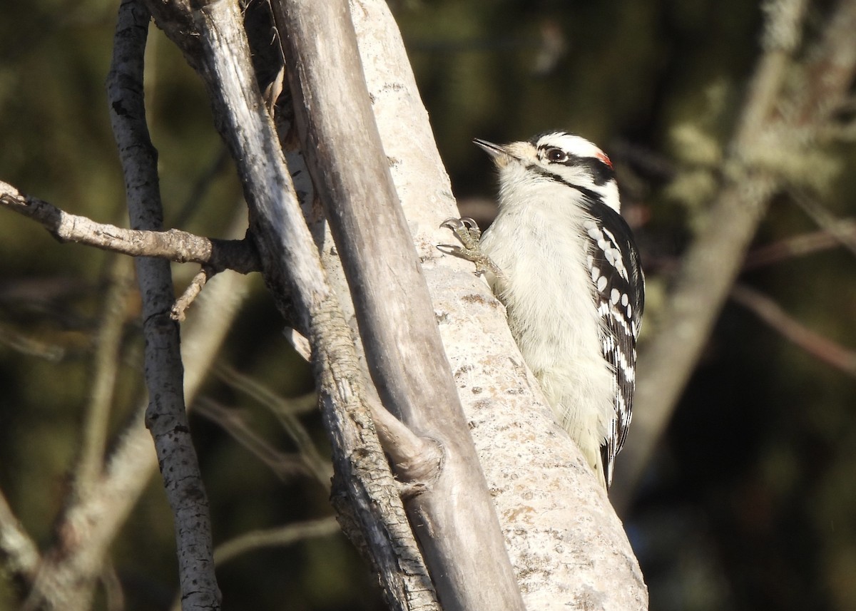 セジロコゲラ - ML646868121