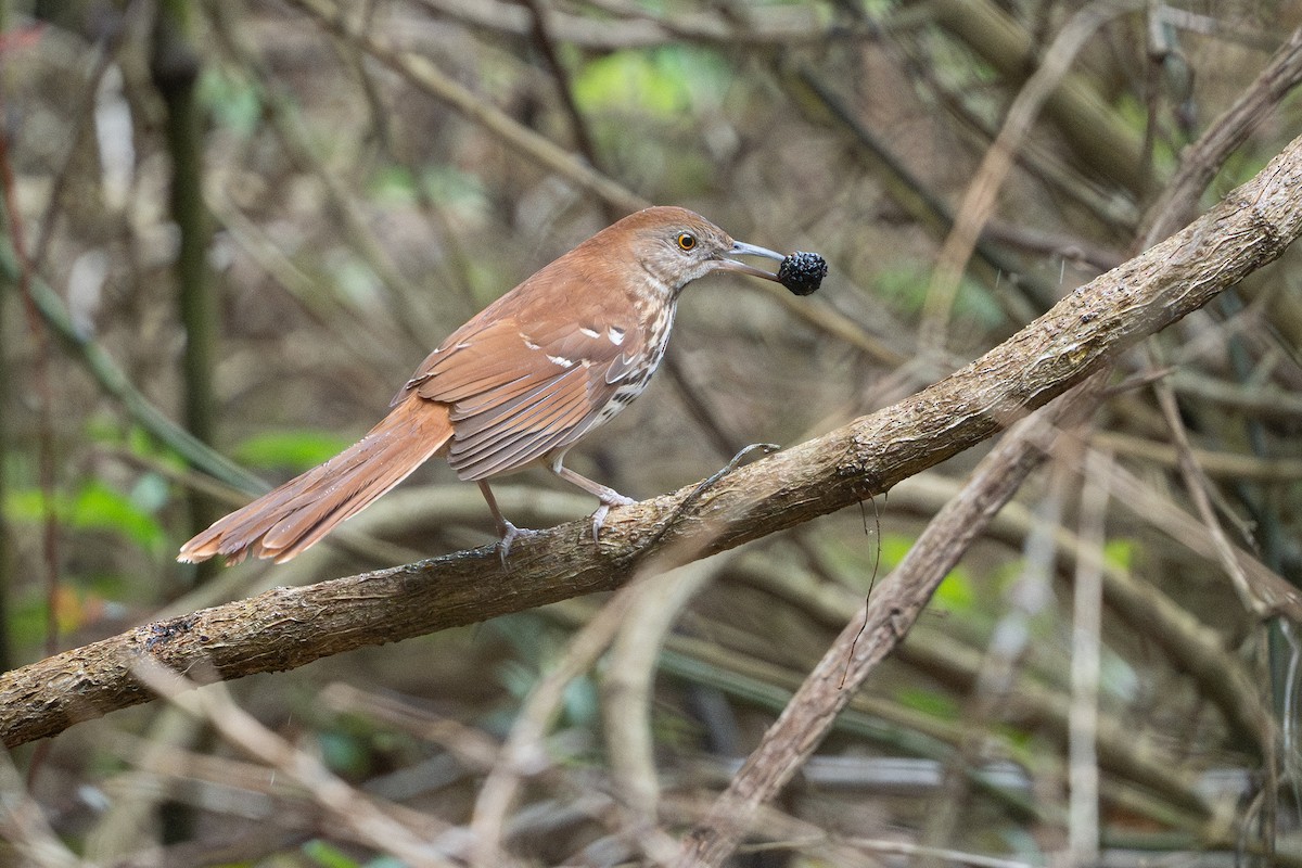 Moqueur roux - ML646868122