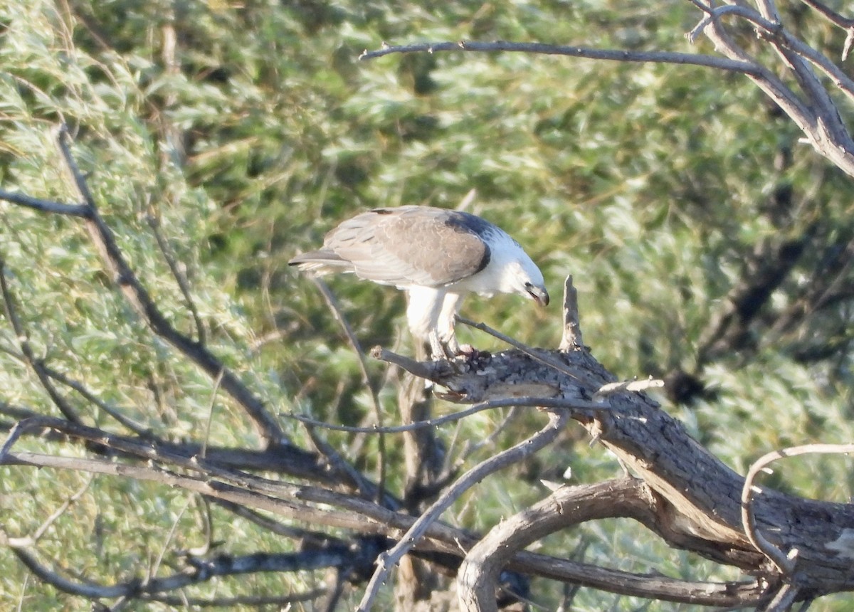 Pygargue blagre - ML646868123