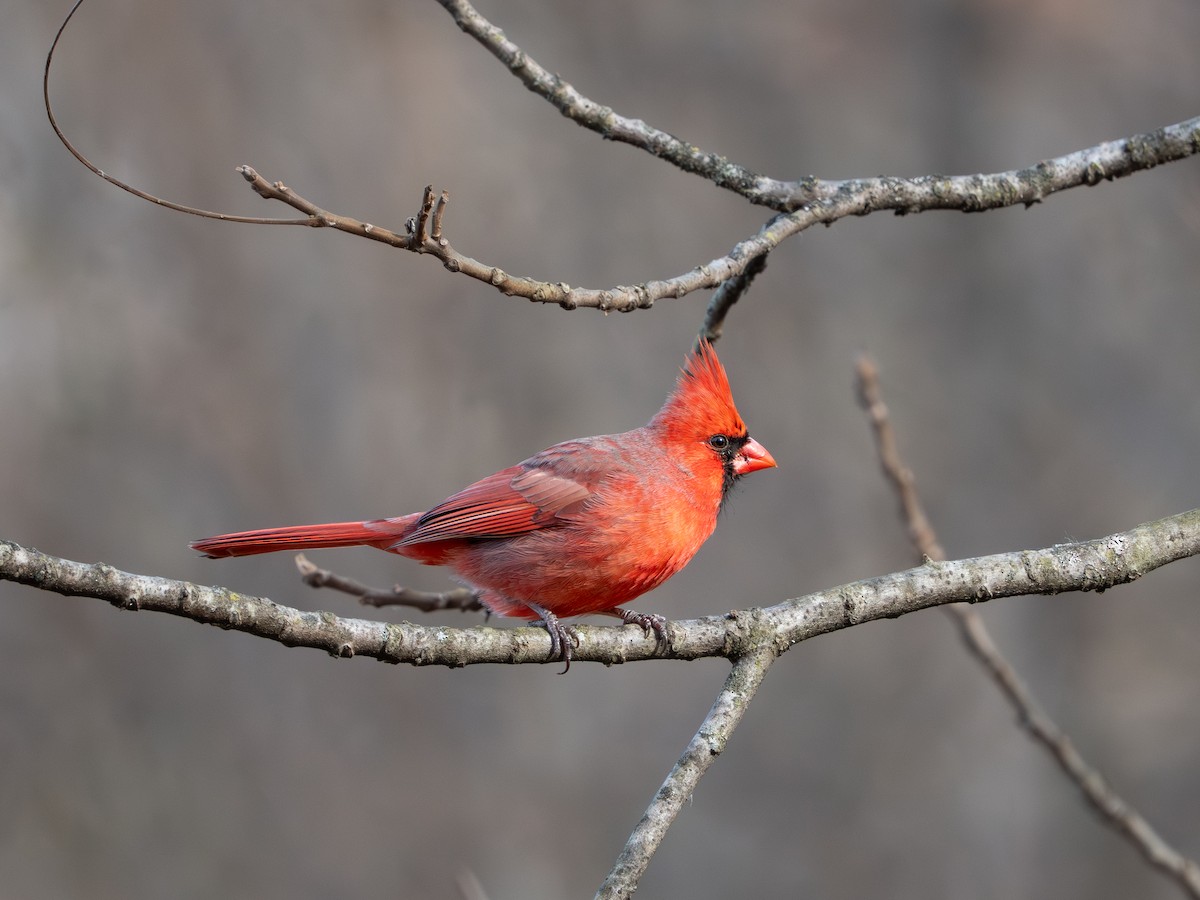 Cardinal rouge - ML646868124