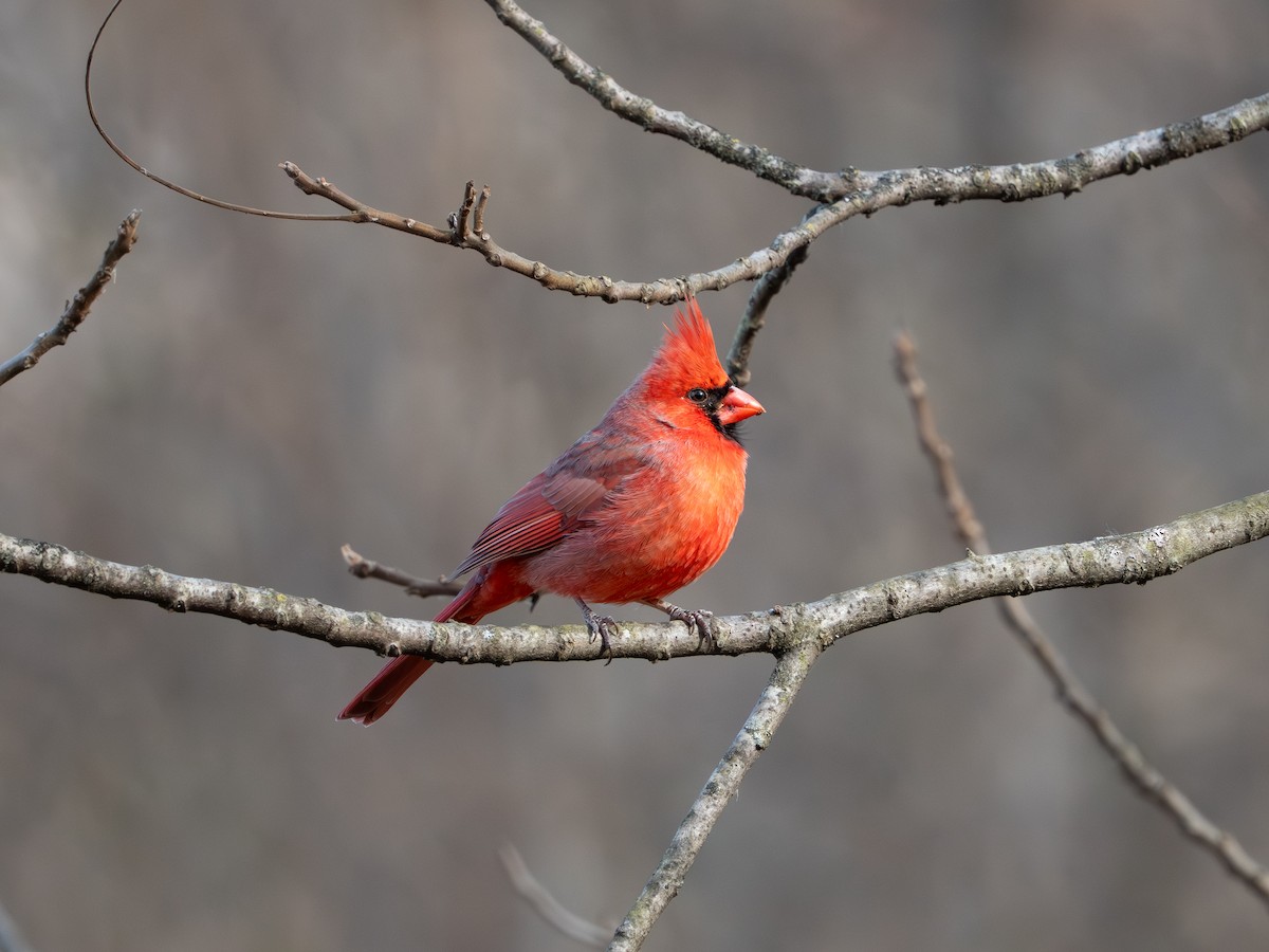 Cardinal rouge - ML646868125
