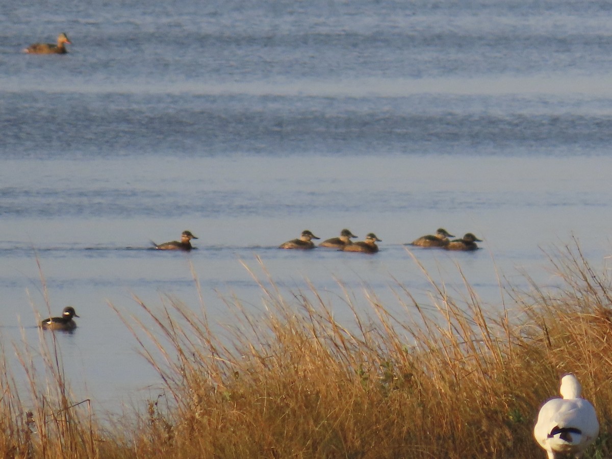 Érismature rousse - ML646868127