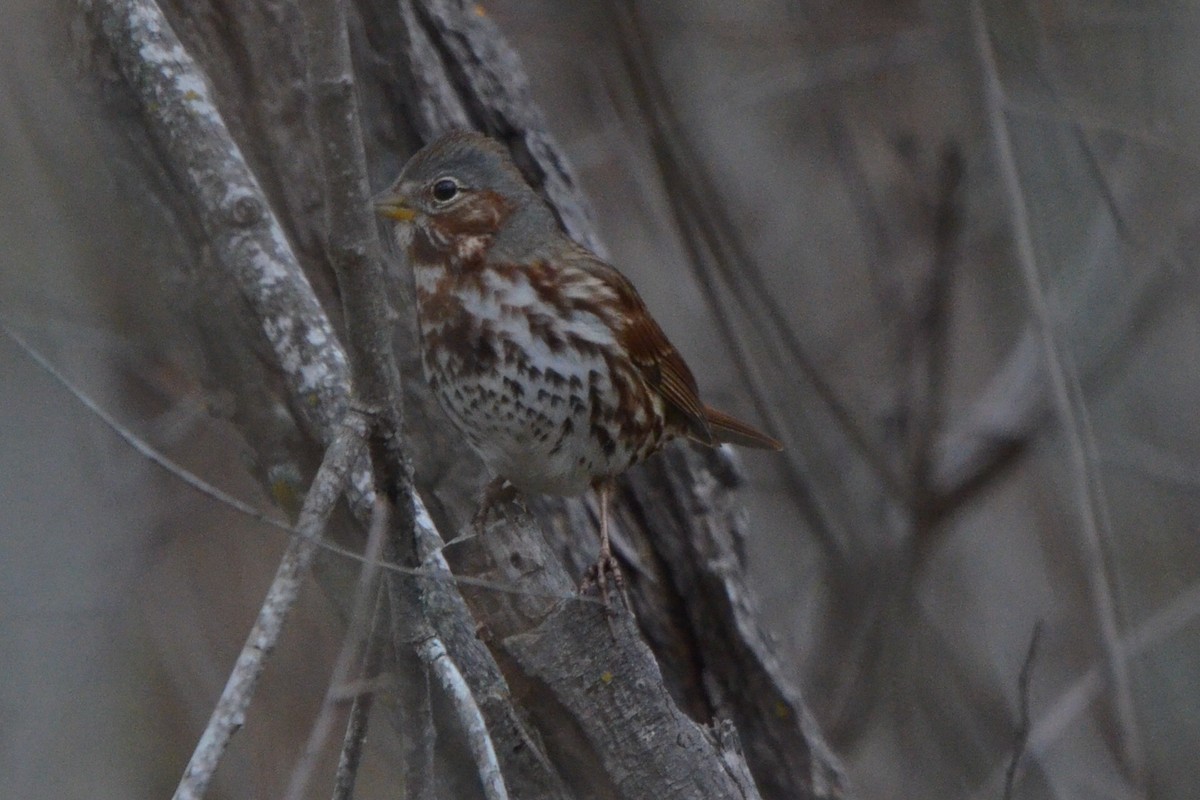 Bruant fauve - ML646868128