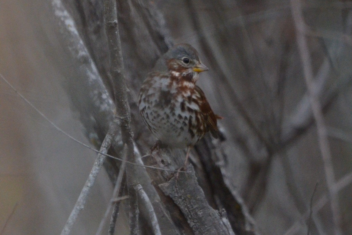 Bruant fauve - ML646868129