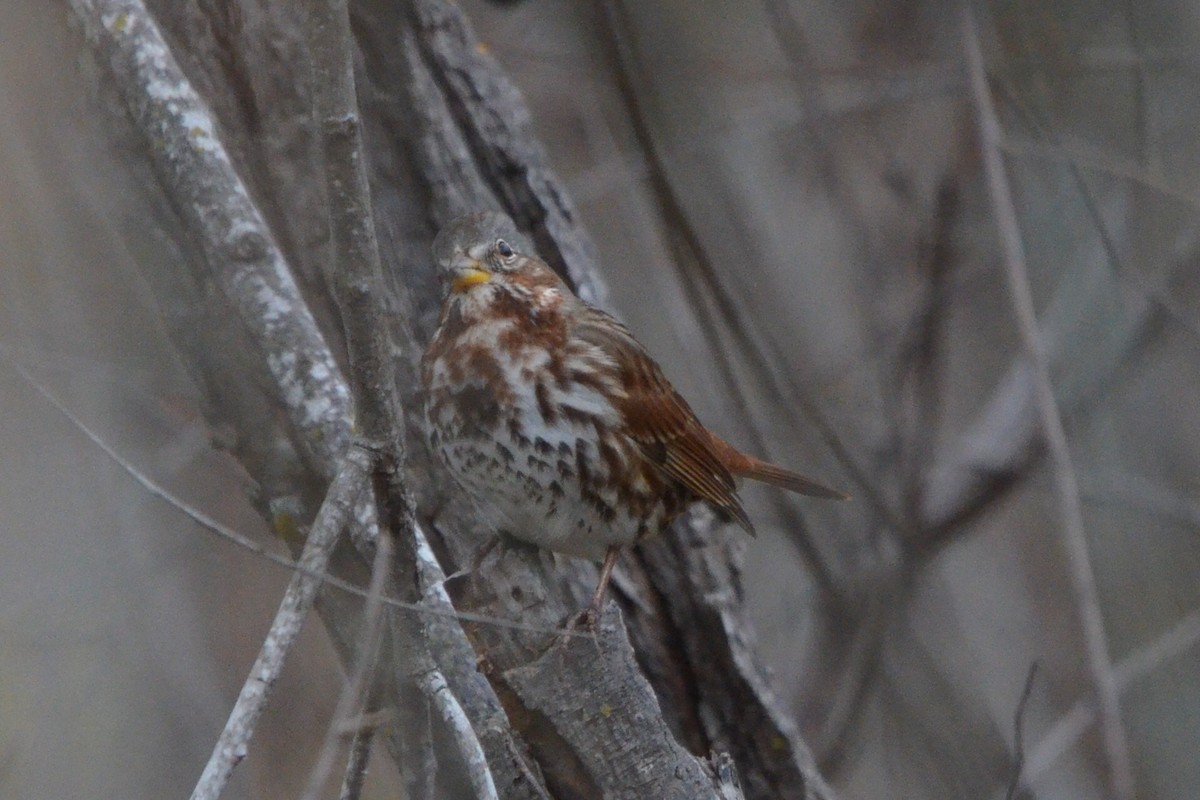 Bruant fauve - ML646868130