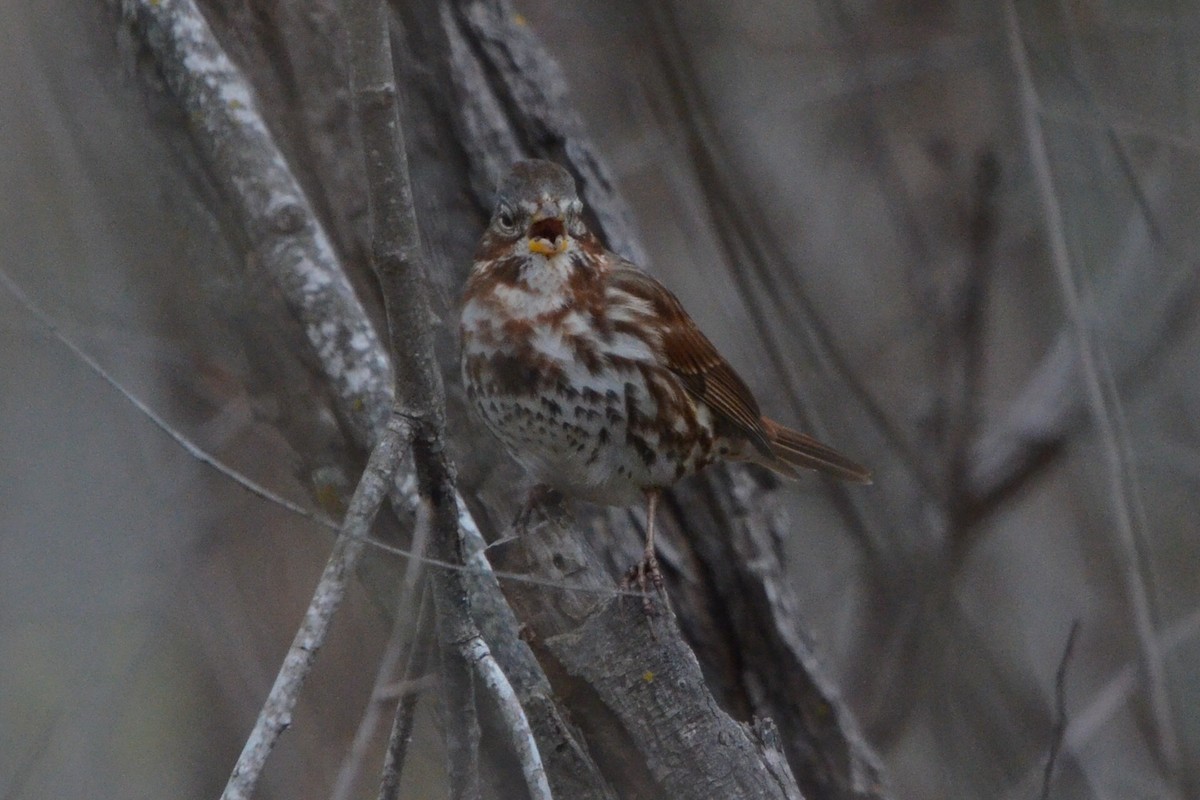 Bruant fauve - ML646868131