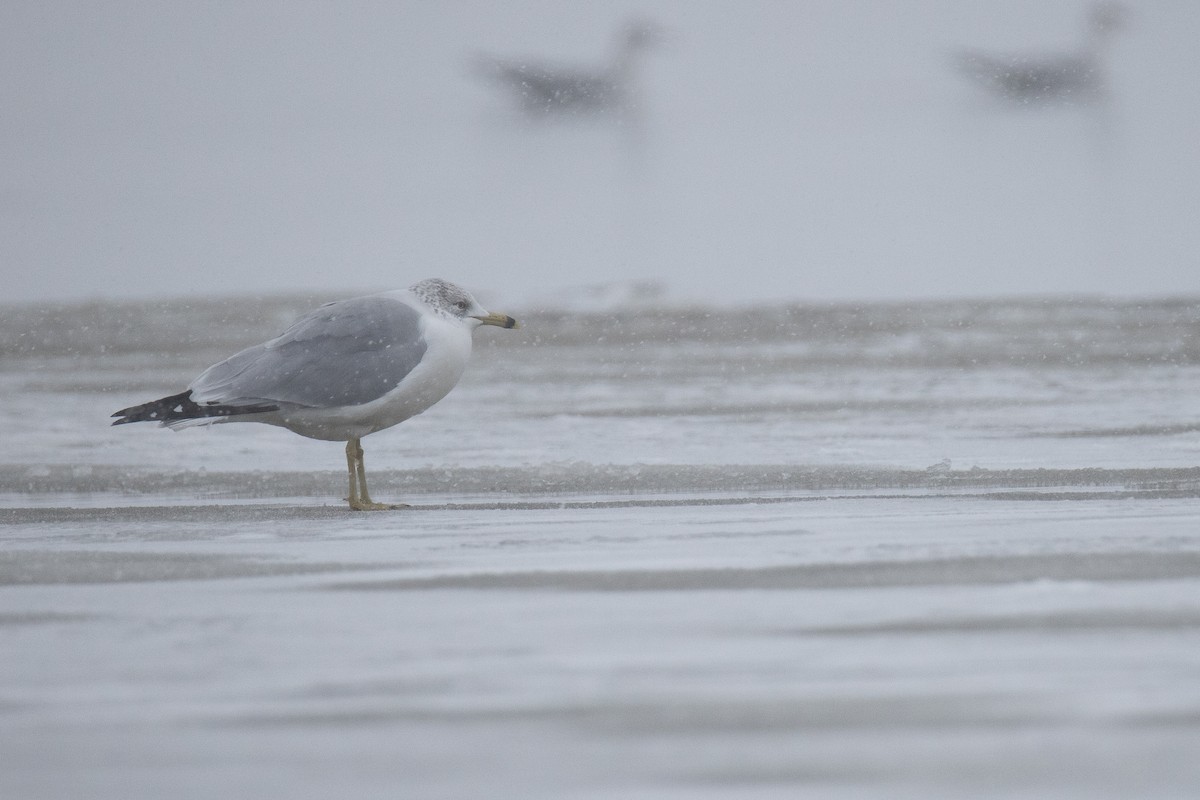 Goéland à bec cerclé - ML646868132