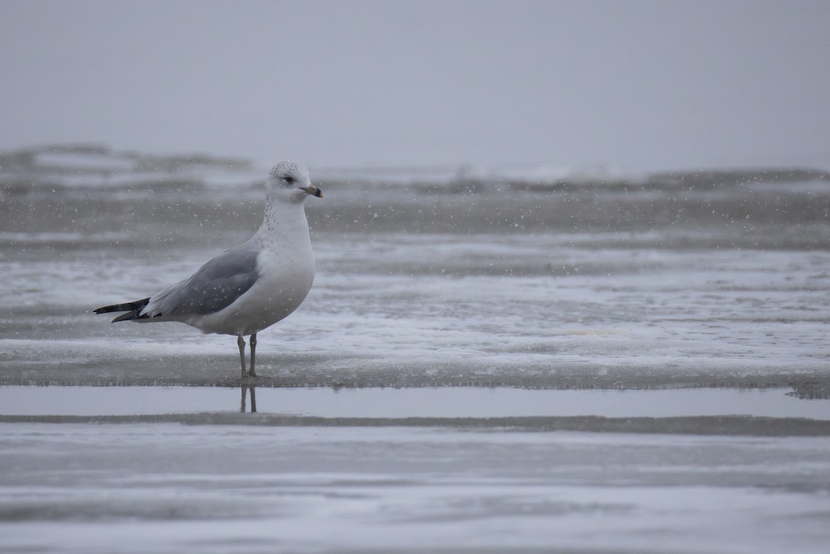 Goéland à bec cerclé - ML646868133