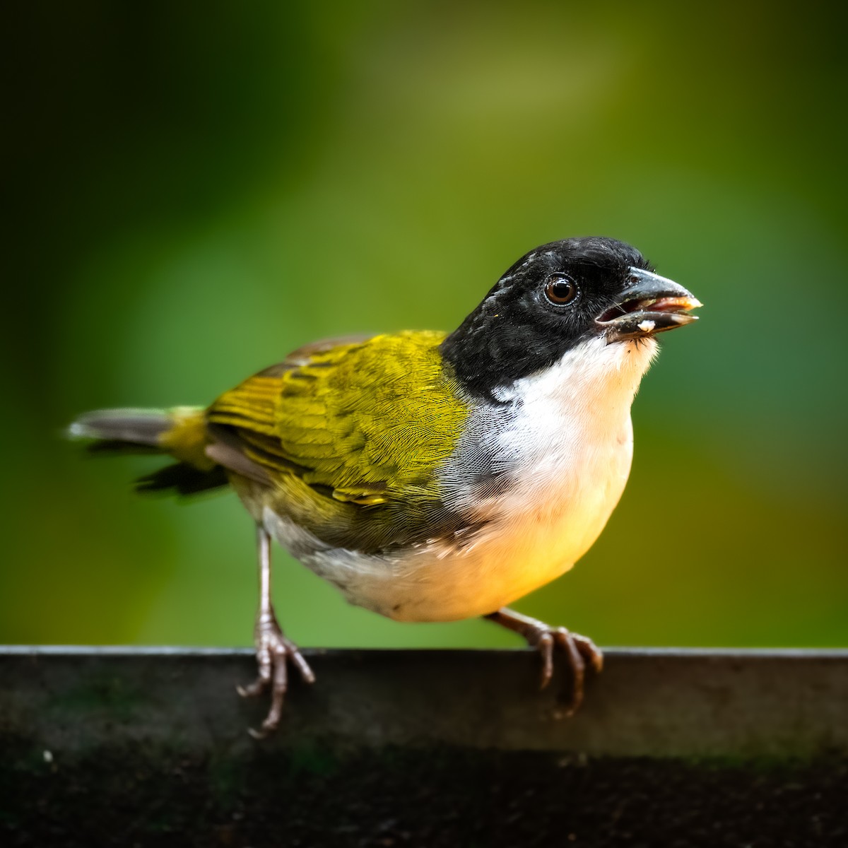 Tohi à tête noire - ML646868134