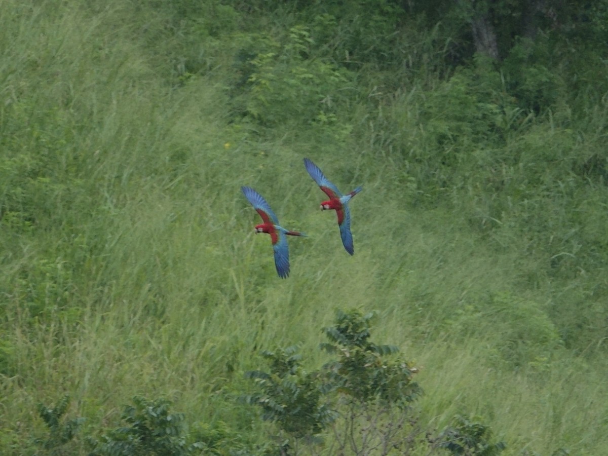 Ara chloroptère - ML646868135