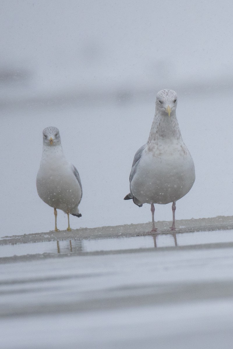 Goéland hudsonien - ML646868136