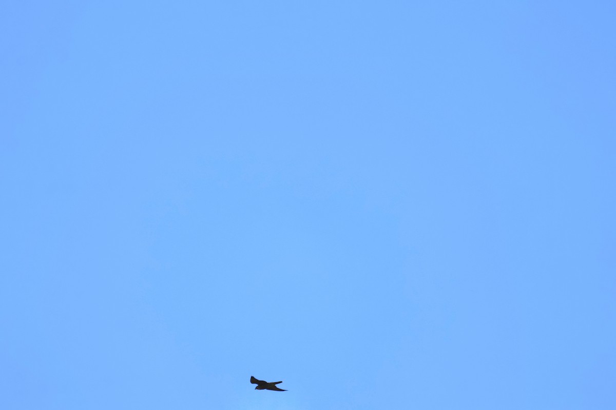 Faucon pèlerin - ML646868137