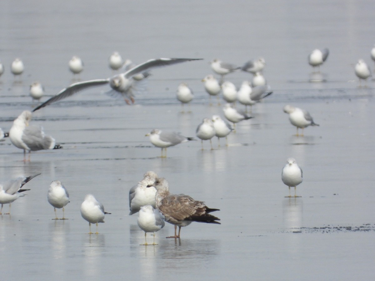Goéland hudsonien - ML646868138