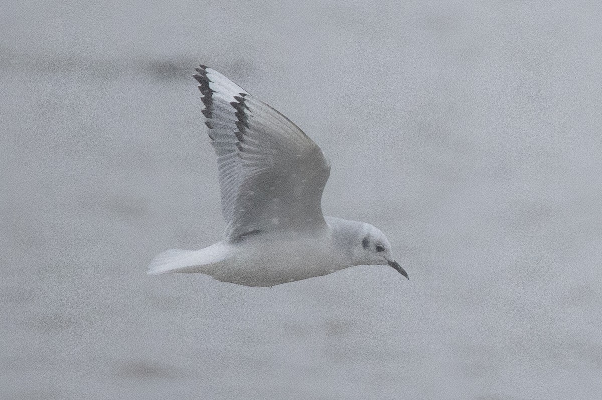 Mouette de Bonaparte - ML646868140