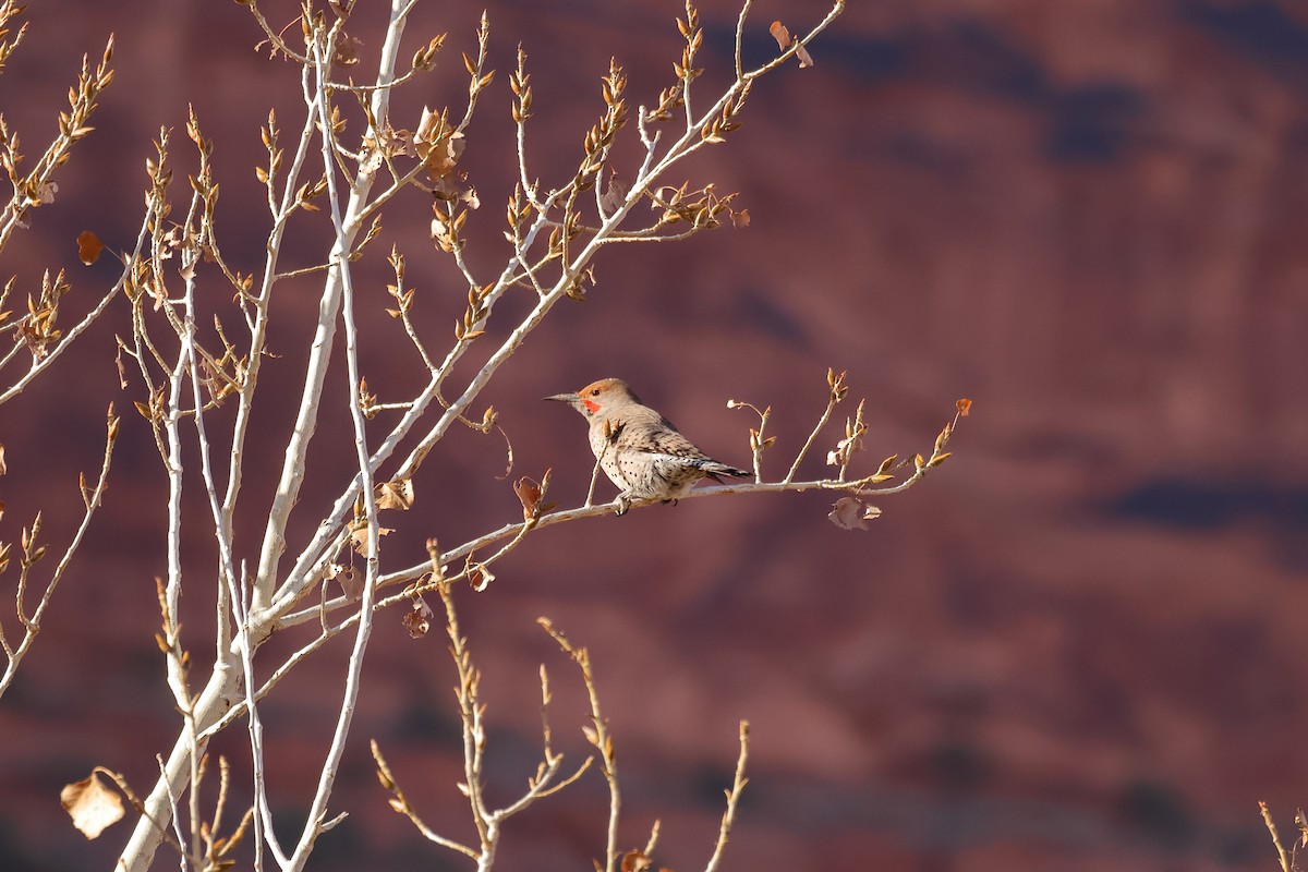 Pic flamboyant - ML646868143