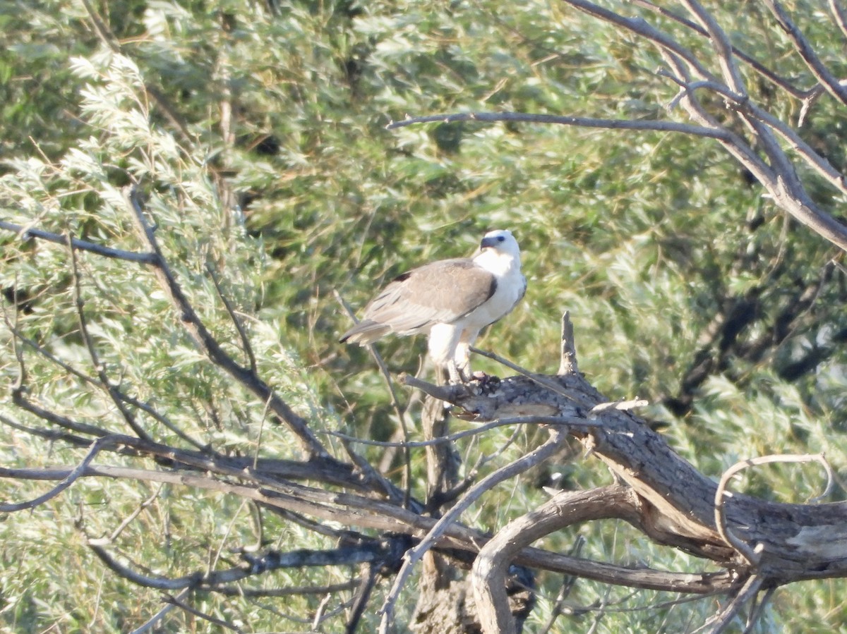 Pygargue blagre - ML646868146