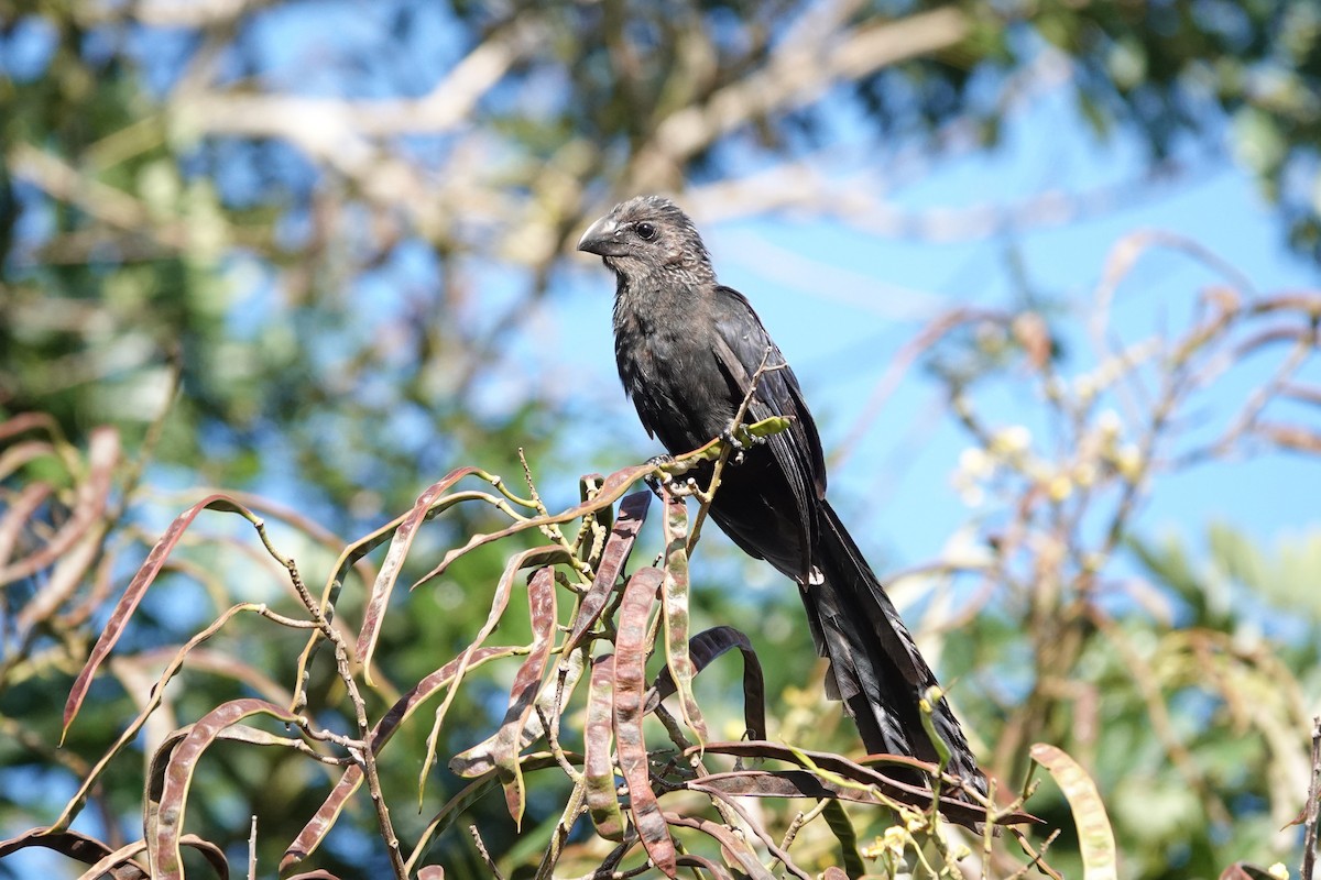 Ani à bec lisse - ML646868147