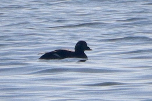 amerikasjøorre - ML646868149