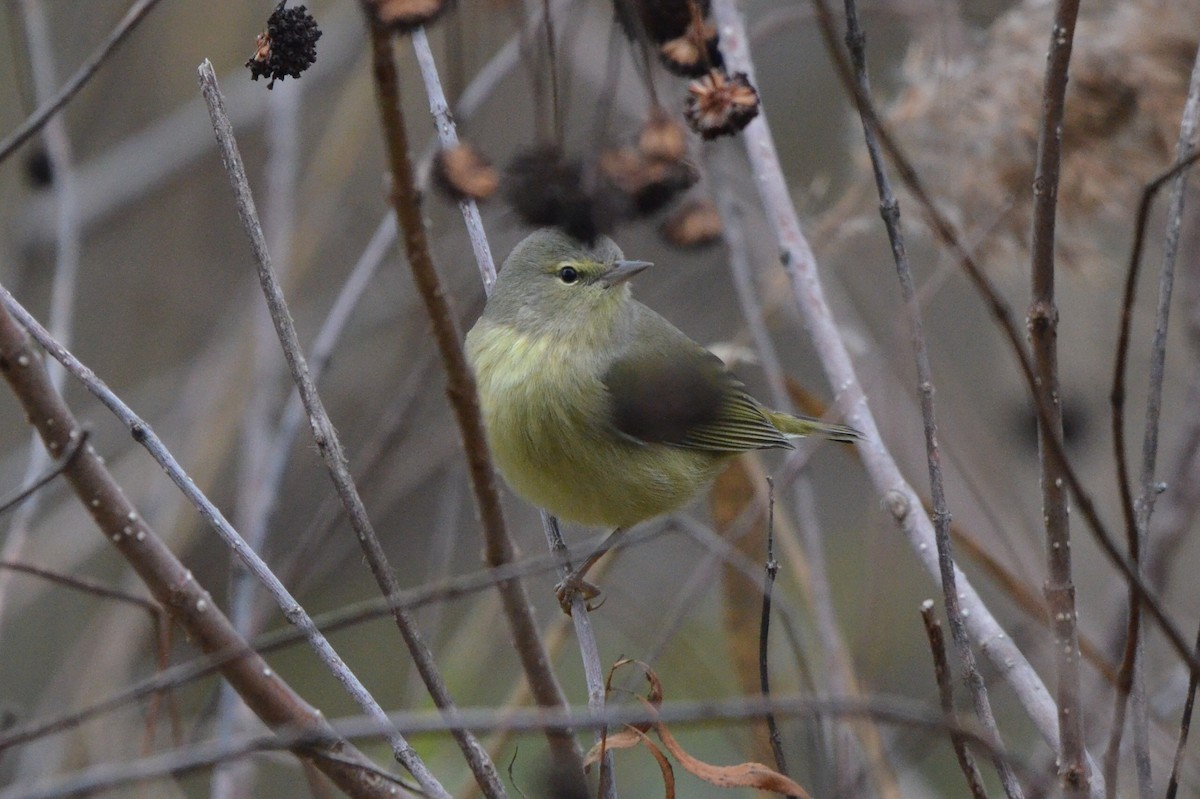 Paruline verdâtre - ML646868150
