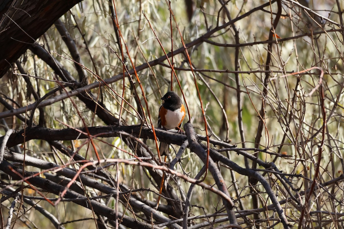 Tohi tacheté - ML646868154